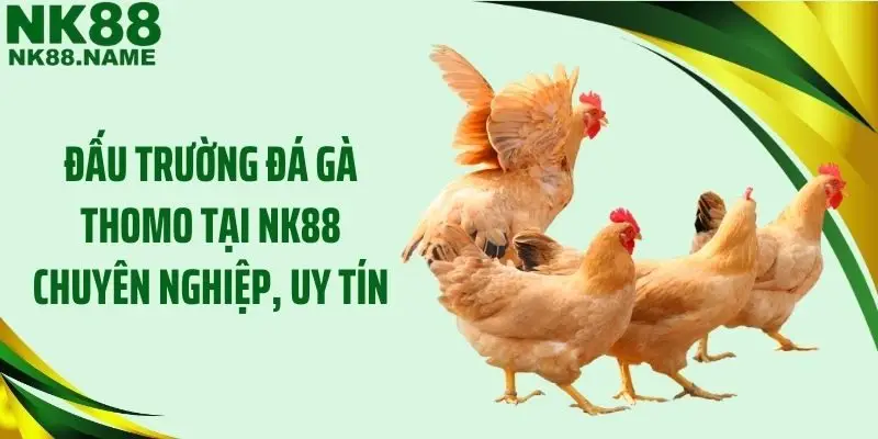 Đấu trường đá gà Thomo tại NK88 chuyên nghiệp, uy tín