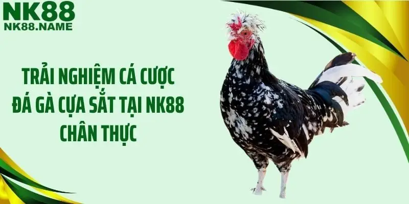 Trải nghiệm cá cược đá gà cựa sắt tại NK88 chân thực